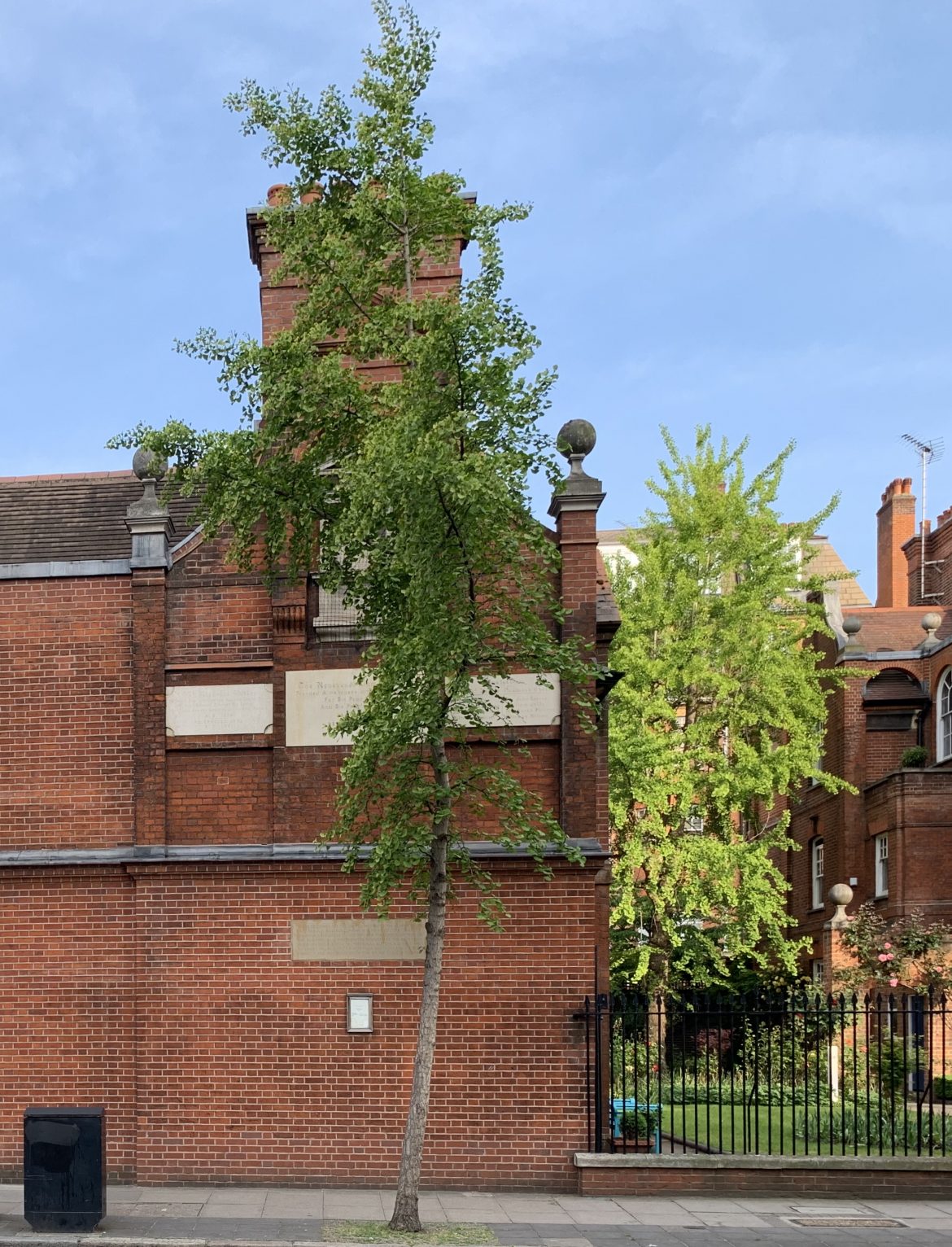 E9077DF3-8E8F-4B6F-A722-63B0CD227AB8 Old tree london