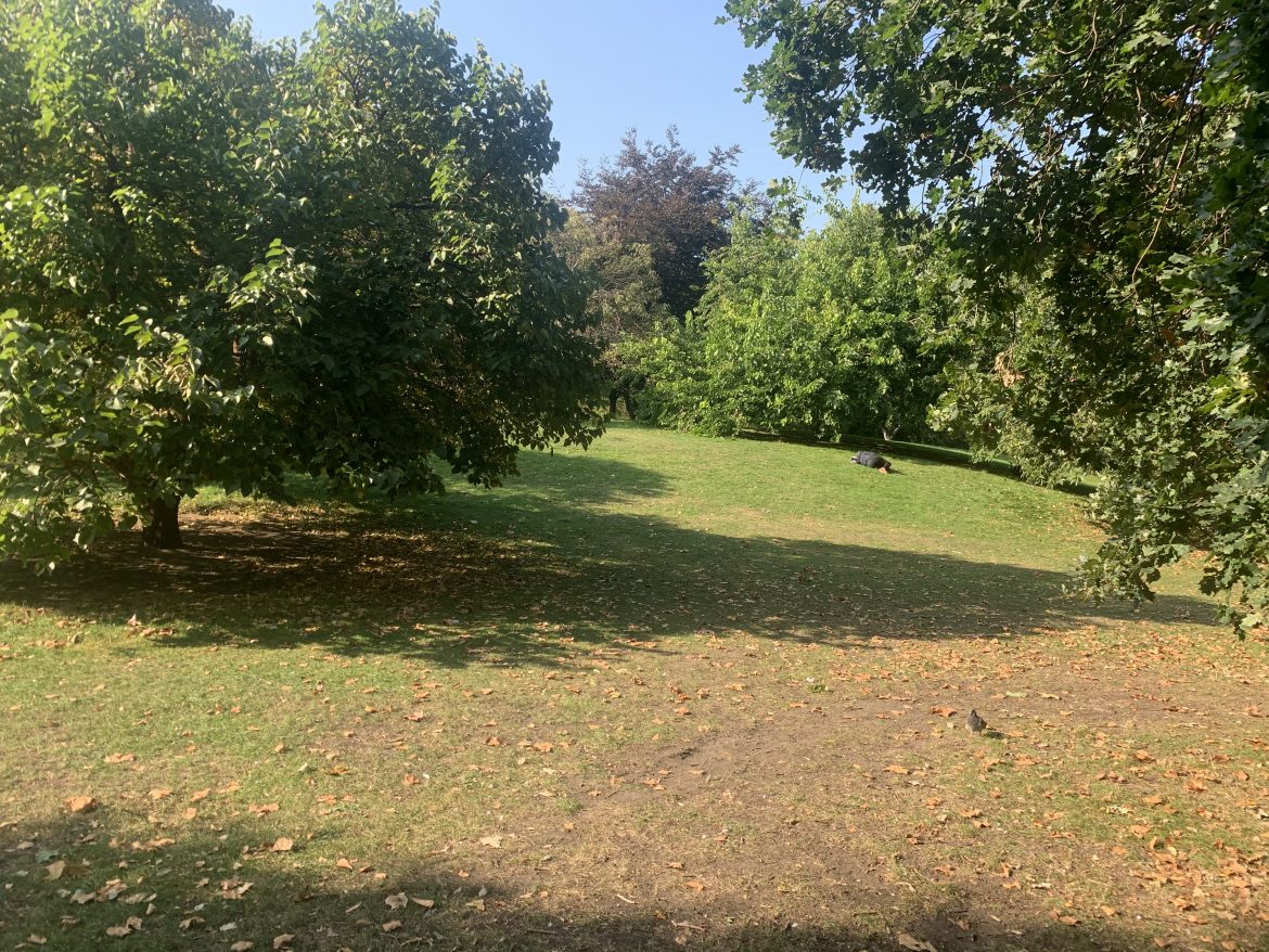 Mulberry Mound St James’s Park